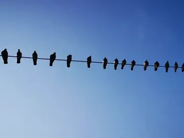 Por qué las aves no se electrocutan con los cables de Alta Tensión Por qué las aves no se electrocutan con los cables de Alta Tensión