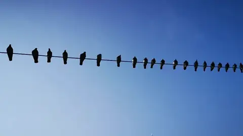 Por qué las aves no se electrocutan con los cables de Alta Tensión Por qué las aves no se electrocutan con los cables de Alta Tensión