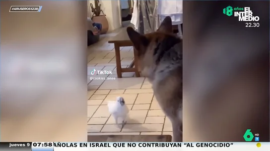 Loro ladrador, poco mordedor: este pájaro imita perfectamente los sonidos de un perro y no duda en demostrárselo Loro ladrador, poco mordedor: este pájaro imita perfectamente los sonidos de un perro y no duda en demostrárselo