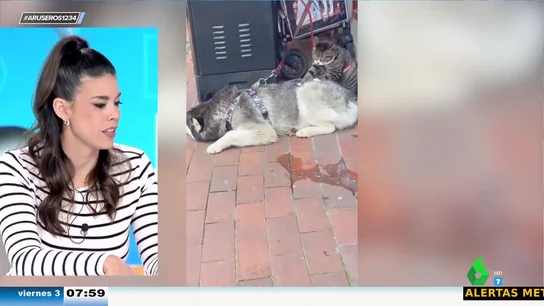 ¿Quién dijo que se llevaban mal?: así masajea este gato a un perro ¿Quién dijo que se llevaban mal?: así masajea este gato a un perro
