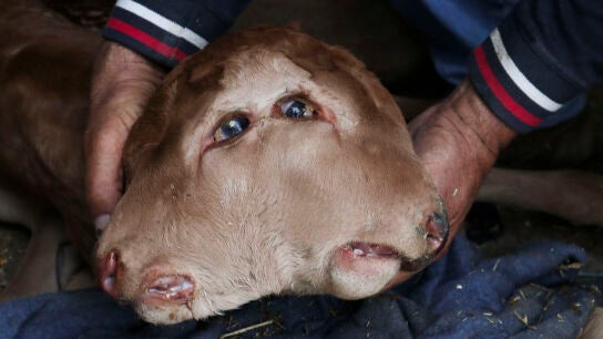 Un ternero que ha nacido en Pi&ntilde;uel de Sayago (Zamora) con dos cabezas pegadas, cada una con sus dos ojos, su nariz, su boca y su lengua,