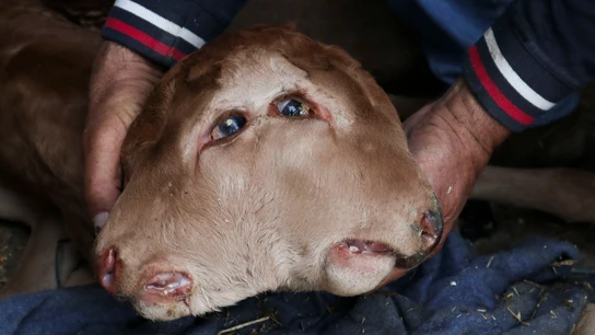 Un ternero que ha nacido en Piñuel de Sayago (Zamora) con dos cabezas pegadas, cada una con sus dos ojos, su nariz, su boca y su lengua, Un ternero que ha nacido en Piñuel de Sayago (Zamora) con dos cabezas pegadas, cada una con sus dos ojos, su nariz, su boca y su lengua,