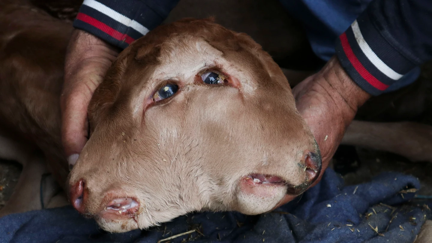 Un ternero que ha nacido en Piñuel de Sayago (Zamora) con dos cabezas pegadas, cada una con sus dos ojos, su nariz, su boca y su lengua, Un ternero que ha nacido en Piñuel de Sayago (Zamora) con dos cabezas pegadas, cada una con sus dos ojos, su nariz, su boca y su lengua,