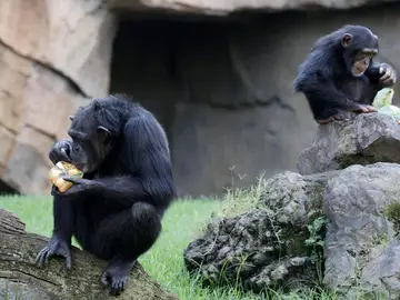 Chimpancés Chimpancés
