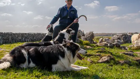 Pastor con border collies Pastor con border collies