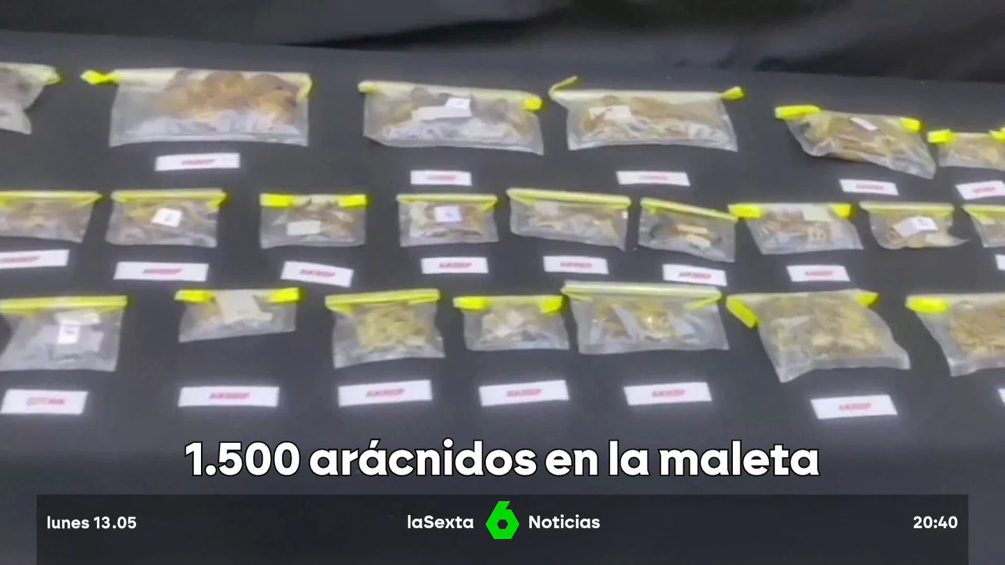 arañas arañas