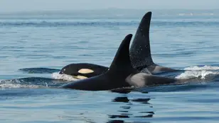 Una orca hembra viaja con su hijo adulto