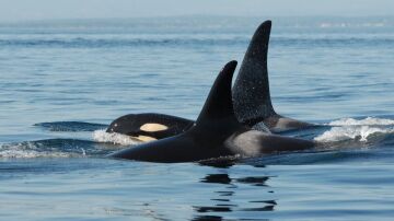 Una orca hembra viaja con su hijo adulto