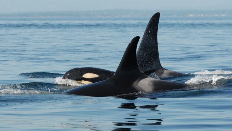Una orca hembra viaja con su hijo adulto