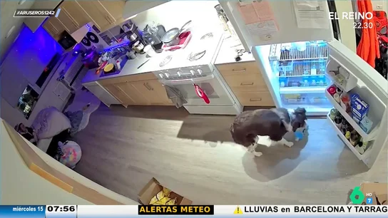 Un perro camarero: abre la nevera, coge una botella de agua y se la lleva a su dueña Un perro camarero: abre la nevera, coge una botella de agua y se la lleva a su dueña