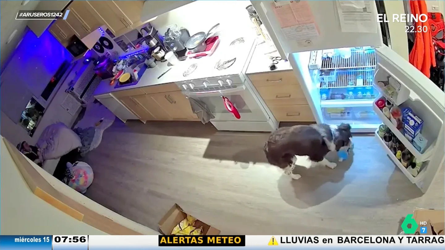 Un perro camarero: abre la nevera, coge una botella de agua y se la lleva a su dueña Un perro camarero: abre la nevera, coge una botella de agua y se la lleva a su dueña