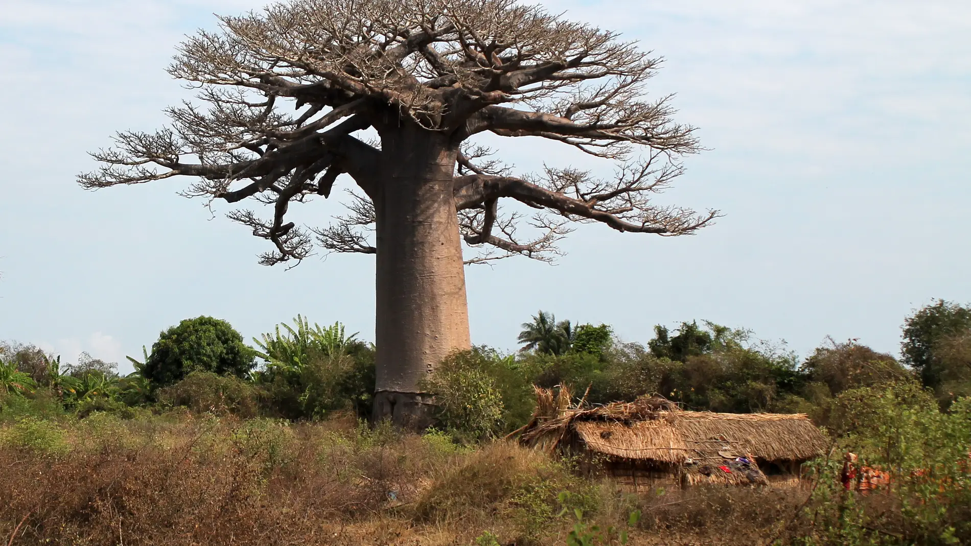 Baobabs Baobabs