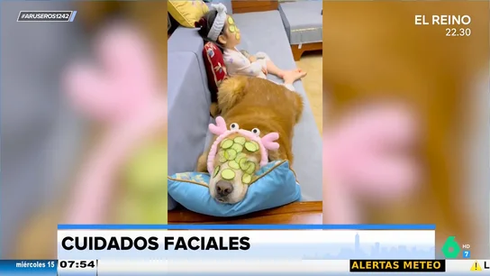 El tierno momento entre una niña y sus mascotas compartiendo un tratamiento facial El tierno momento entre una niña y sus mascotas compartiendo un tratamiento facial