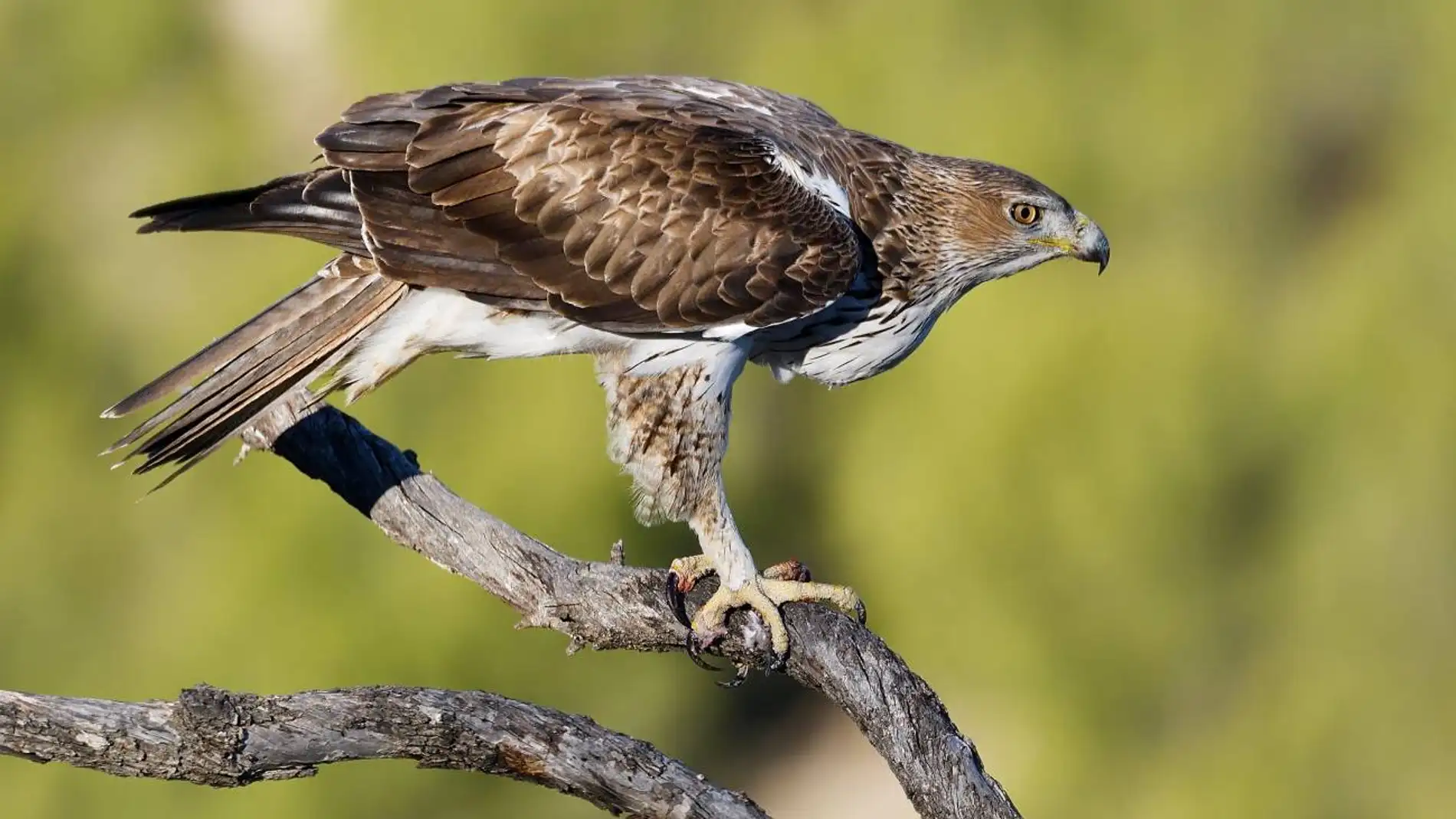 águila perdicera águila perdicera