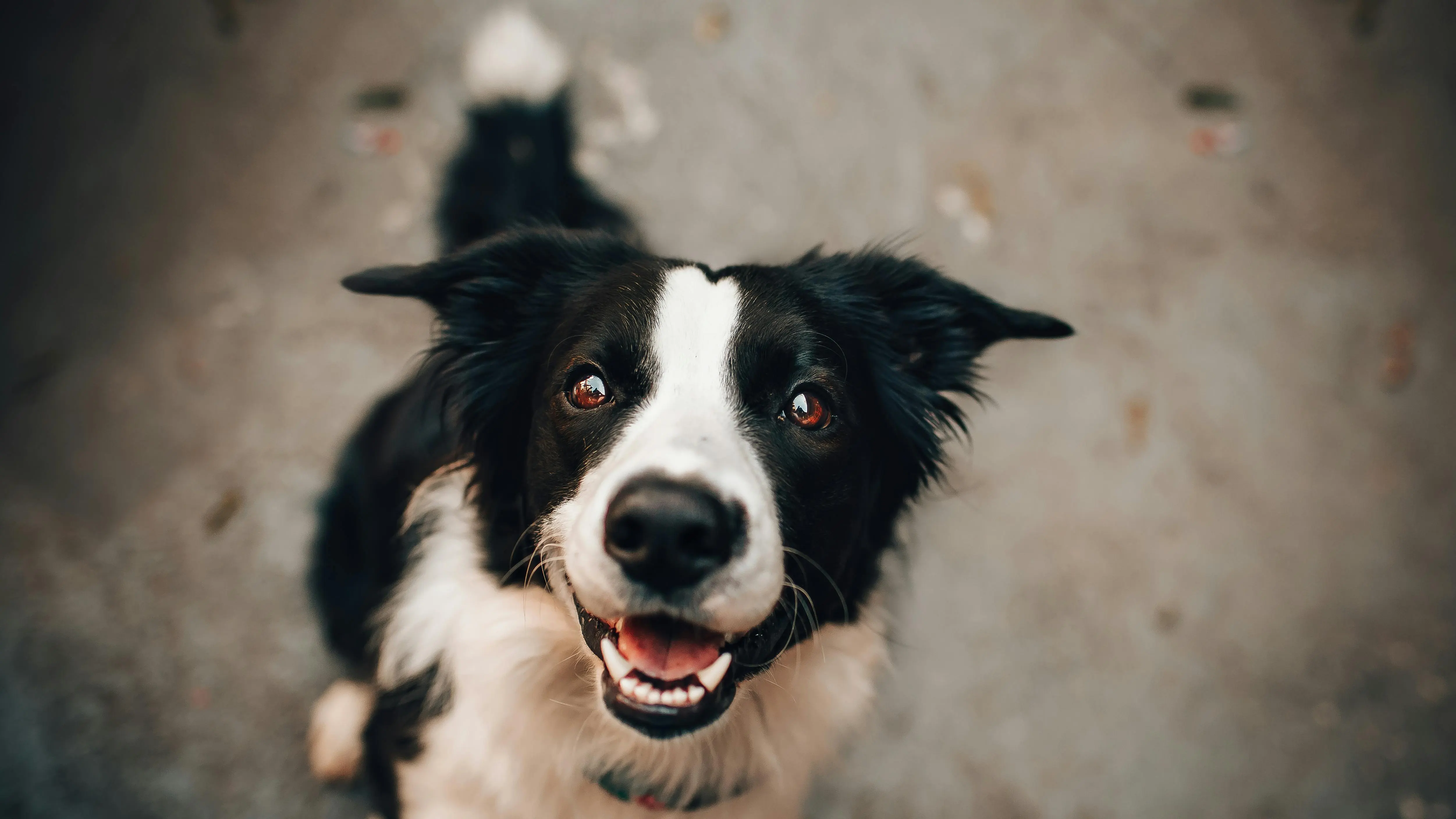 Imagen de archivo de un perro