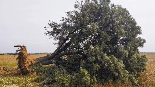 Fresno centenario arrancado Fresno centenario arrancado