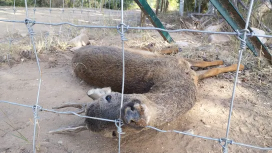 Corzo muerto junto al vallado de la pistachera Corzo muerto junto al vallado de la pistachera