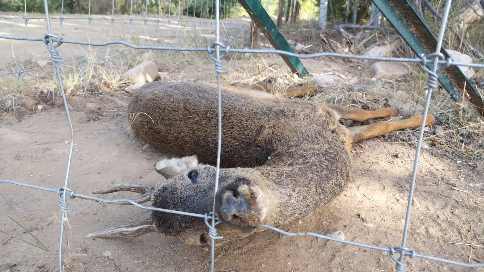 Corzo muerto junto al vallado de la pistachera