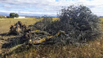 Árbol centenario arrancado por Sancorganic