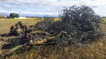 Árbol centenario arrancado por Sancorganic Árbol centenario arrancado por Sancorganic