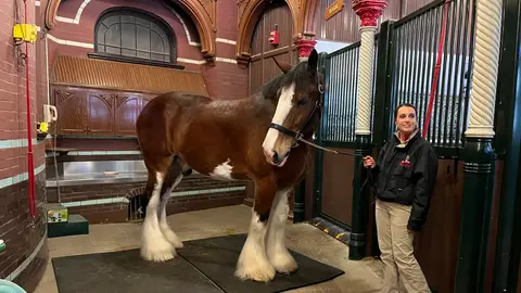 Un caballo de la fábrica de budweiser de San Luis Un caballo de la fábrica de budweiser de San Luis