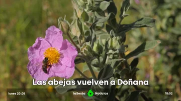 abejas en Doñana