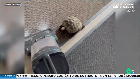Una tortuga confunde un aspirador con una liebre y se dedica a perseguirlo como en el cuento Una tortuga confunde un aspirador con una liebre y se dedica a perseguirlo como en el cuento