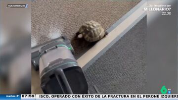 Una tortuga confunde un aspirador con una liebre y se dedica a perseguirlo como en el cuento