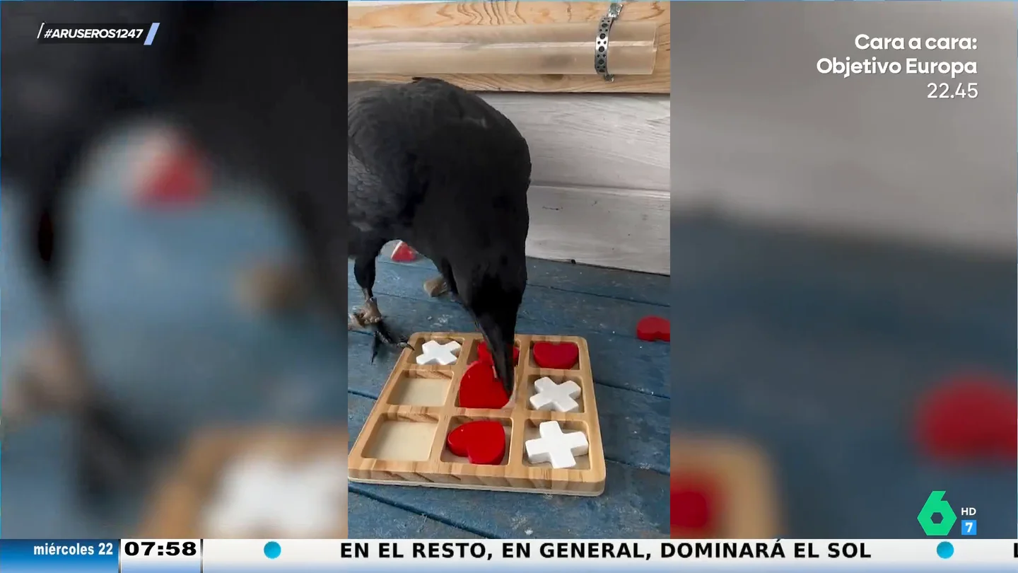 Cría cuervos y te ganarán al tres en raya: un hombre pierde contra su mascota una partida a este mítico juego Cría cuervos y te ganarán al tres en raya: un hombre pierde contra su mascota una partida a este mítico juego