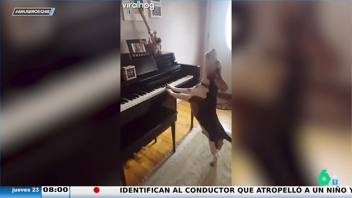 Un perro es pillado tocando el piano y cantando: ha nacido una estrella Un perro es pillado tocando el piano y cantando: ha nacido una estrella