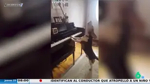 Un perro es pillado tocando el piano y cantando: ha nacido una estrella