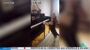 Un perro es pillado tocando el piano y cantando: ha nacido una estrella