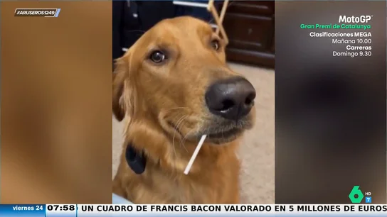 Rompe a llorar después de que su perro le robe el chupachups Rompe a llorar después de que su perro le robe el chupachups