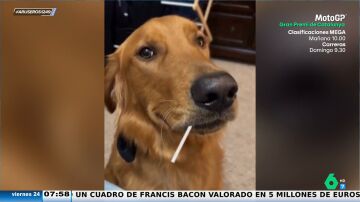 Rompe a llorar después de que su perro le robe el chupachups