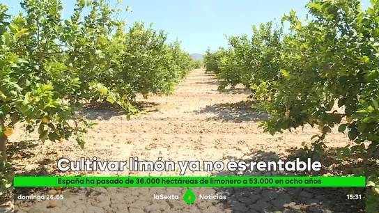 LIMONES MURCIA LIMONES MURCIA