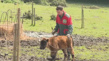 Ganadero con vaca en Oleiros, Galicia