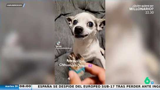 Hace un exorcismo a su chihuahua al ritmo del "Guantanamera" para que deje de estar enfadado Hace un exorcismo a su chihuahua al ritmo del "Guantanamera" para que deje de estar enfadado
