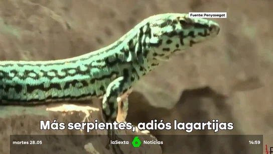 serpientes serpientes