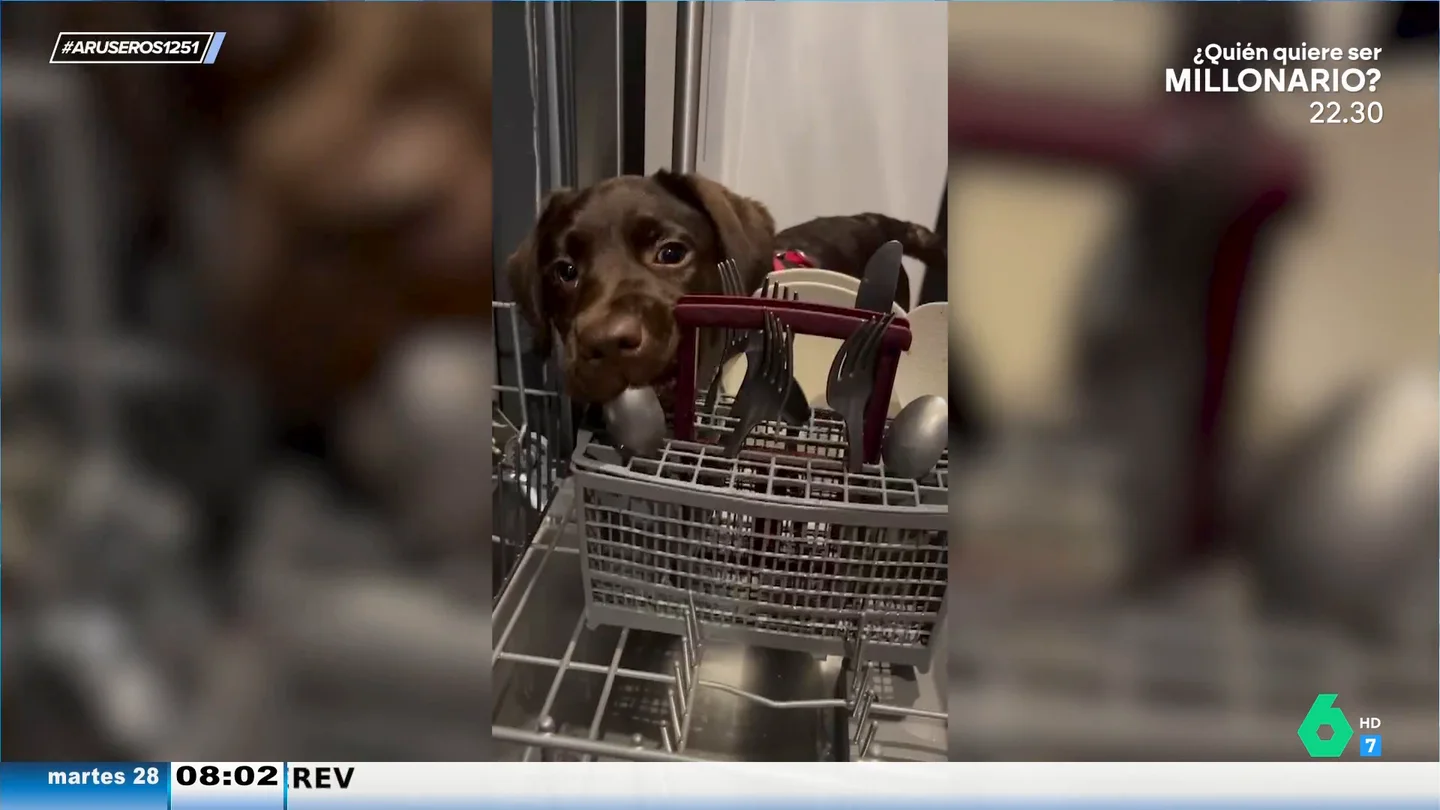 Un cachorro de labrador decide colaborar en casa y limpia los platos Un cachorro de labrador decide colaborar en casa y limpia los platos