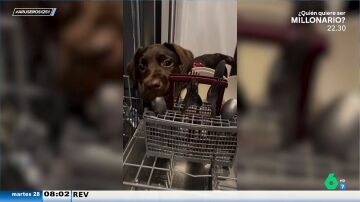 Un cachorro de labrador decide colaborar en casa y limpia los platos