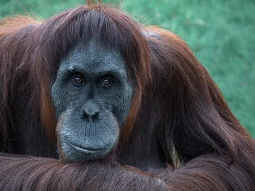 orangután orangután