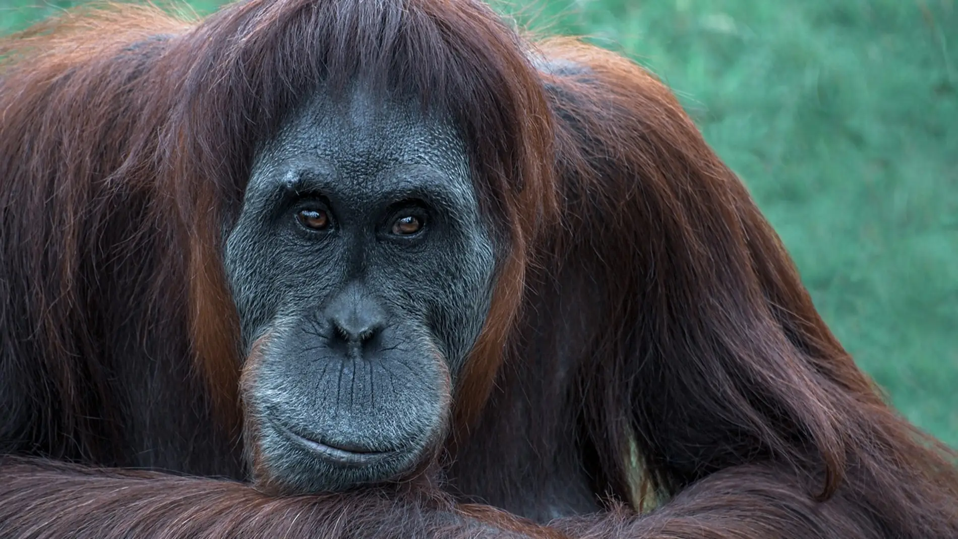 orangután orangután