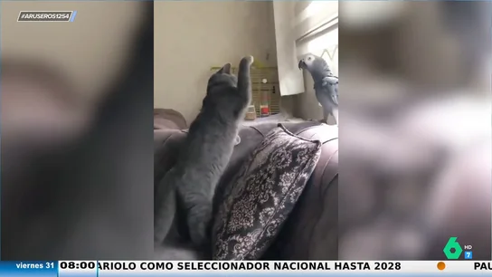 Un loro frena a un gato cuando lo iba a atacar imitando la voz de su dueño: "Le ha amenazado con la chancla" Un loro frena a un gato cuando lo iba a atacar imitando la voz de su dueño: "Le ha amenazado con la chancla"