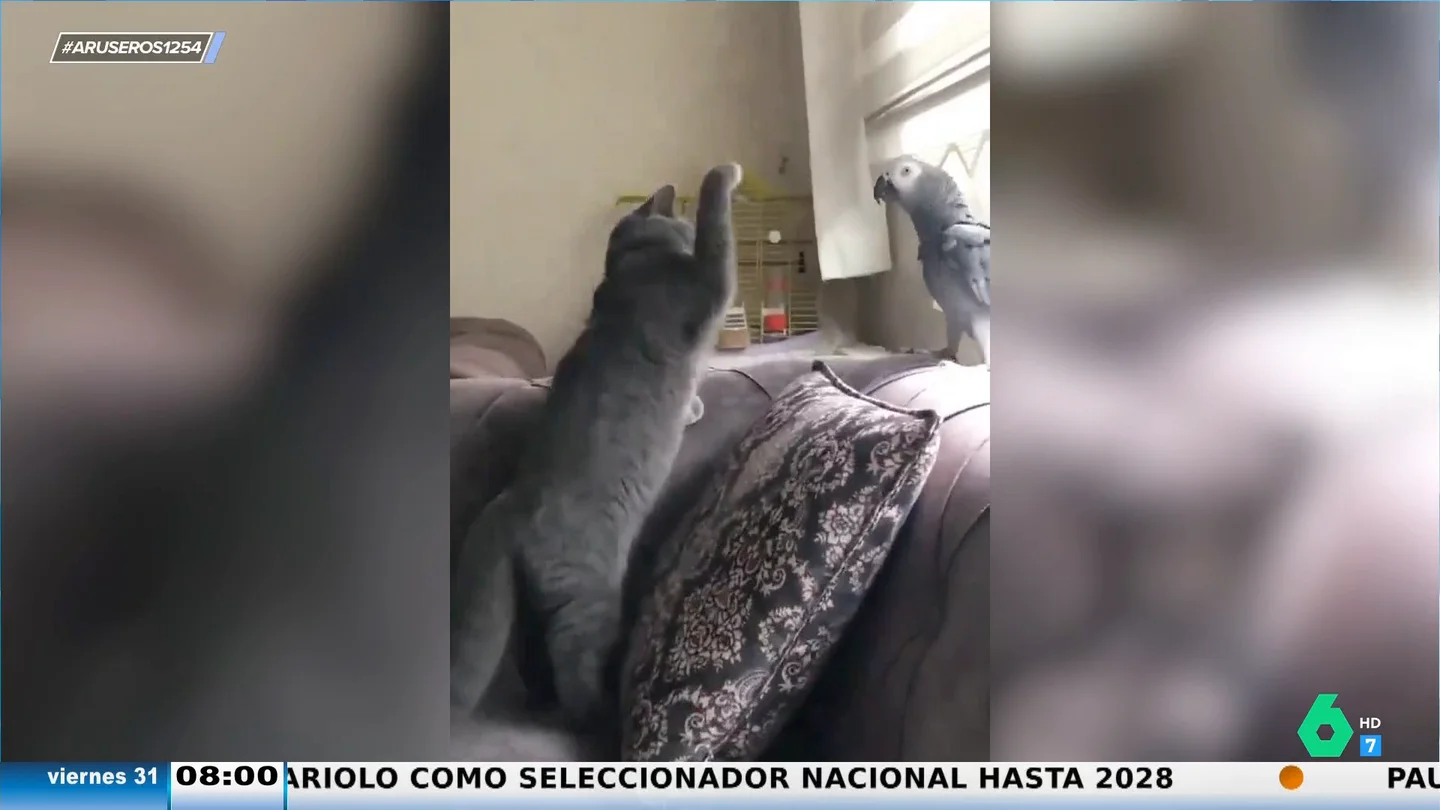 Un loro frena a un gato cuando lo iba a atacar imitando la voz de su dueño: "Le ha amenazado con la chancla" Un loro frena a un gato cuando lo iba a atacar imitando la voz de su dueño: "Le ha amenazado con la chancla"