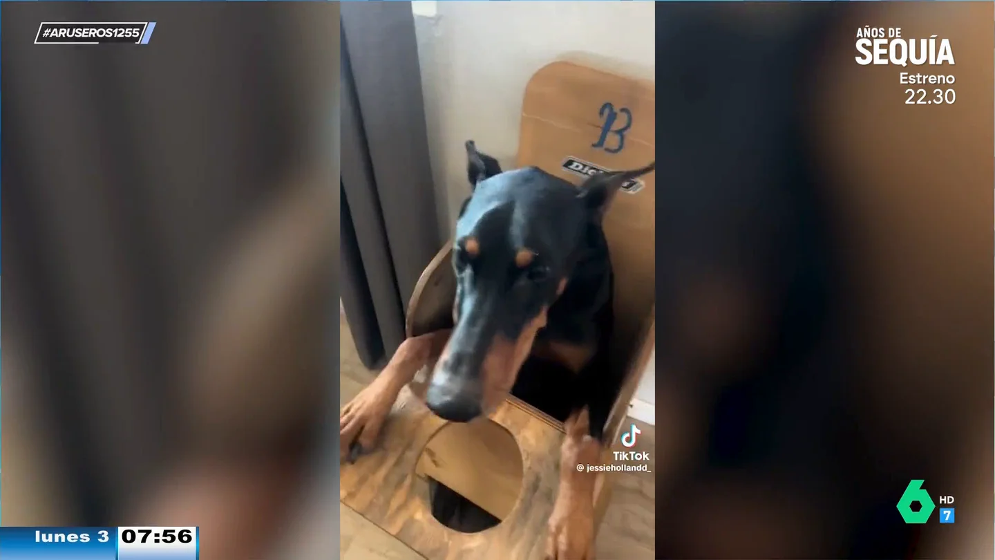 Angie Cárdenas alucina con un perro que come sentado en una trona: "Hasta se cierra la puerta" Angie Cárdenas alucina con un perro que come sentado en una trona: "Hasta se cierra la puerta"