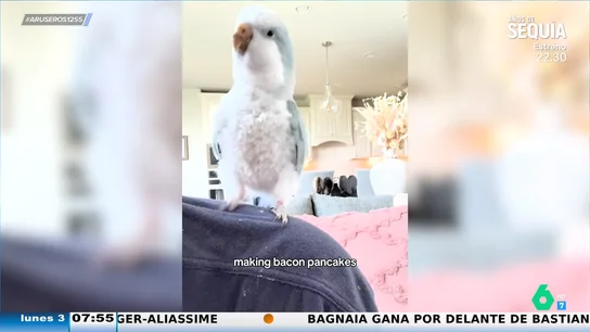 Canta y baila cuando se entera que tiene tortitas para desayunar: así es la graciosa coreografía de este loro Canta y baila cuando se entera que tiene tortitas para desayunar: así es la graciosa coreografía de este loro