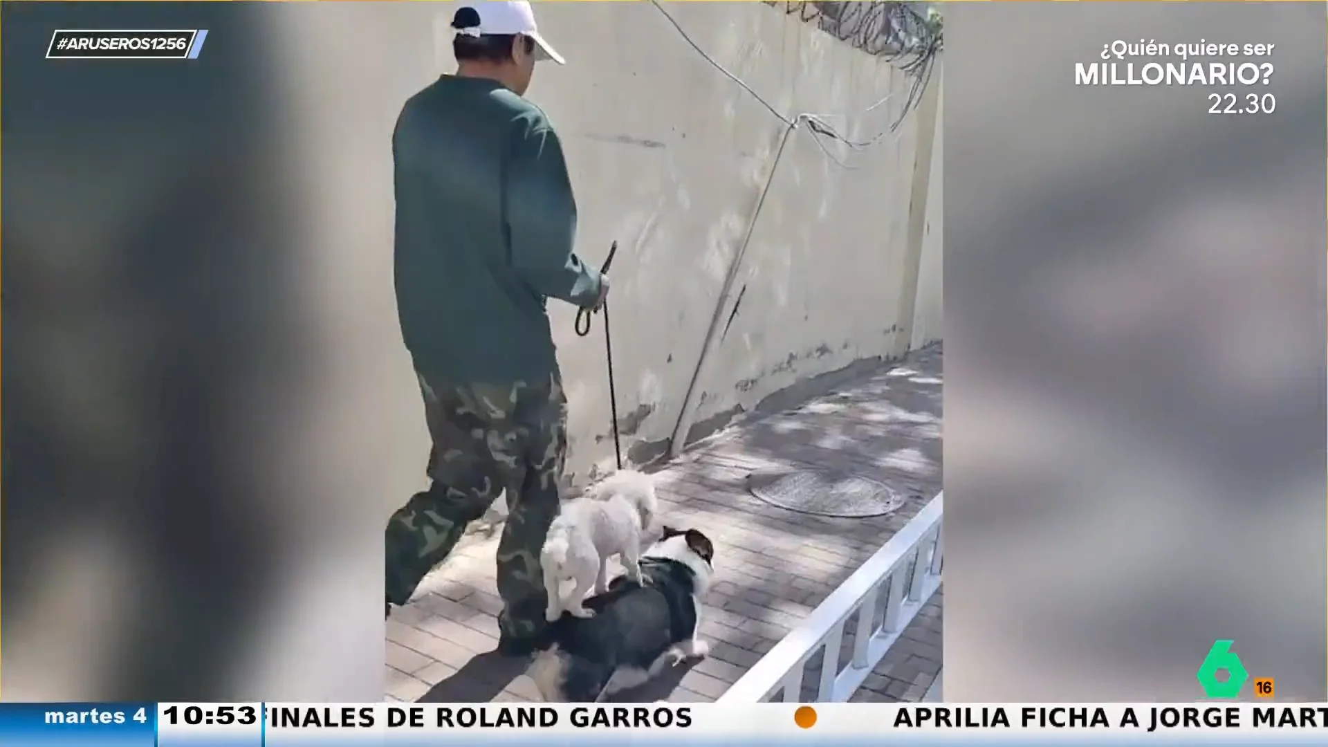 Un perro jinete: no quiere ir de paseo y se sube encima de su compañero para no tener que andar