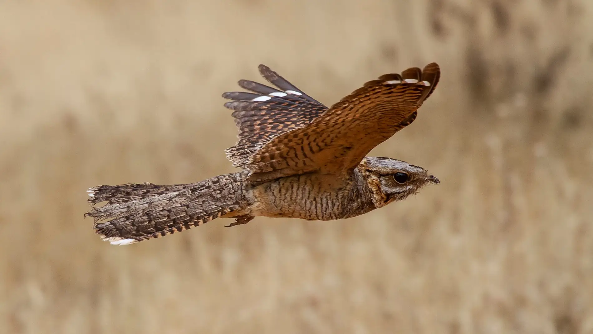 Chotacabras cuellirrojo en vuelo Chotacabras cuellirrojo en vuelo