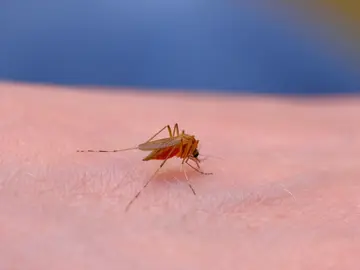 Mosquito Mosquito