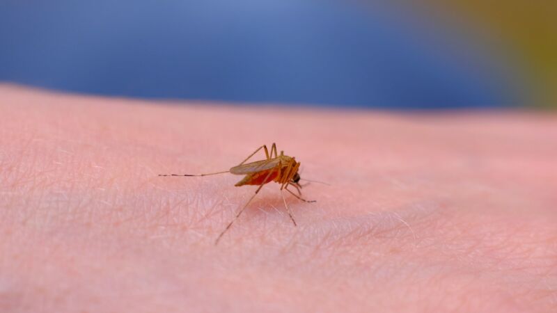 Los mosquitos se ceban contigo: con este gel de ducha podrás ahuyentarlos